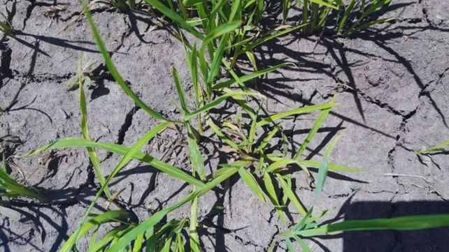 Capín arroz a la vista. Es de suma importancia que los técnicos