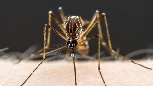 Los mosquitos podrían ser los responsables de la próxima pandemia