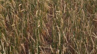 Trigo: recortan la estimación de producción en 800 mil toneladas
