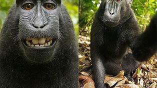 La Justicia decidirá si un mono es dueño de los derechos de autor de su selfie