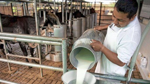 La producción lechera entrerriana dejó atrás dos años de caída y creció 12% en 2025
