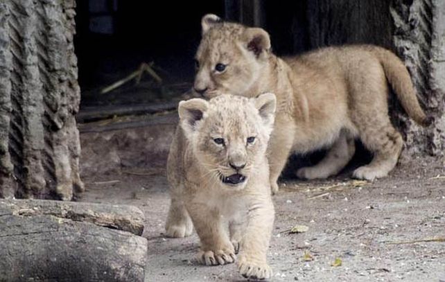 Zoo danés se defiende de críticas por el sacrificio de leones cachorros