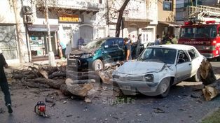 Cayó un árbol sobre un auto en pleno Bulevar