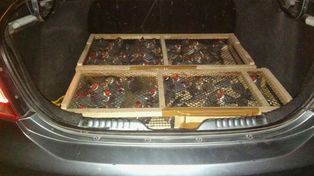 Gendarmería rescató aves de distintas especies enjauladas en el baúl de un auto
