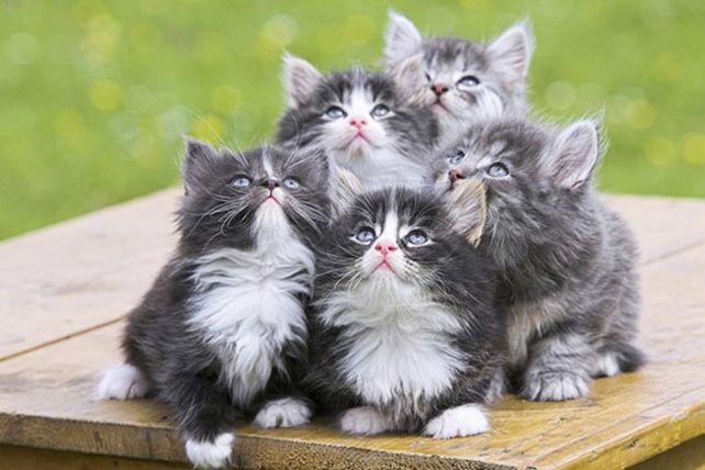 Diez cosas que seguro no sabías sobre los gatos