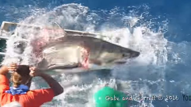 Un tiburón blanco se metió en la jaula donde había un buzo filmando