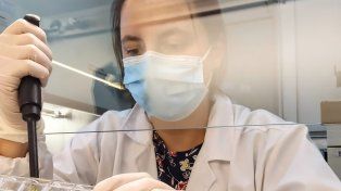 Dengue: cómo es la batalla molecular para frenar al virus