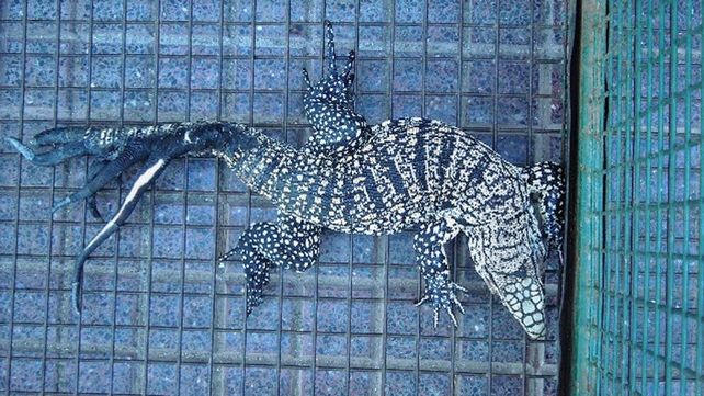 Increíble: encontraron una iguana con cinco colas en Córdoba