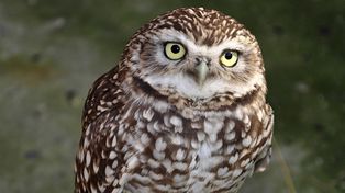 Trasladan a 33 animales del ex zoo porteño a un refugio misionero