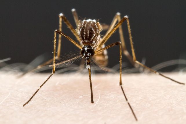 Los mosquitos podrían ser los responsables de la próxima pandemia