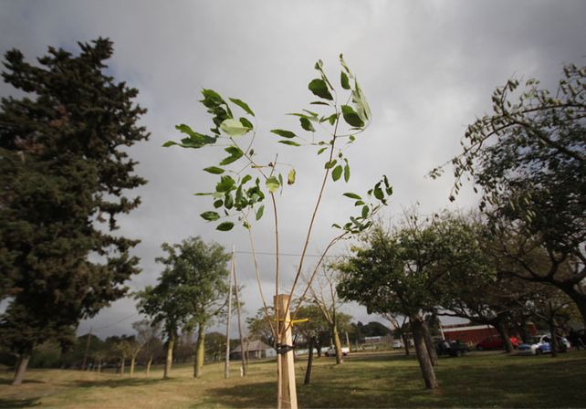 La Ciudad se sumó al Día del Ambiente plantando lapachos rosados