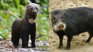 Registran dos especies de animales nunca antes vistas en Santa Fe