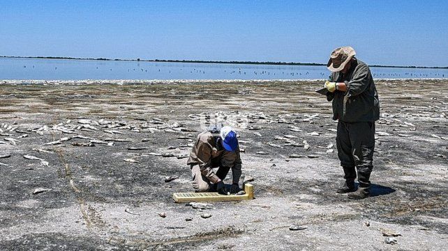 La provincia informó el resultado de los estudios sobre la mortandad de peces en la Laguna del Plata La provincia informó el resultado de los estudios sobre la mortandad de peces en la Laguna del Plata