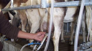 De enero a marzo, la producción de leche creció un 12,5 por ciento