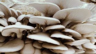 Nutrición. La producción de hongos utiliza habitualmente desechos de la agroindustria como cereales o aserrín.
