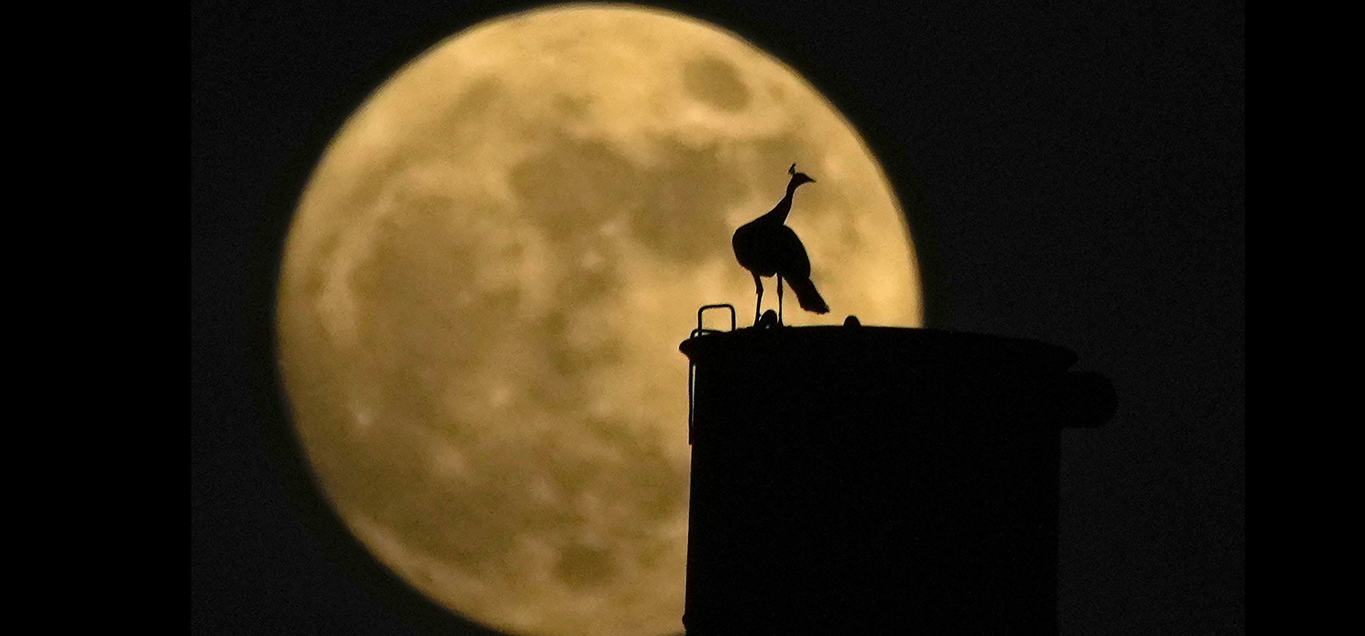 Un pavo real se sienta en una chimenea mientras la luna llena sale detrás en Hyderabad, India, el miércoles 30 de agosto de 2023. La luna llena parece un poco más grande y brillante gracias a su ubicación ligeramente más cercana con respecto a la Tierra. (Foto AP/Mahesh Kumar A.)