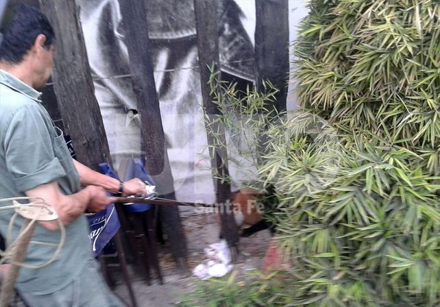 El Aguará Guazú que apareció en el shopping fue rescatado y ahora se encuentra en la Granja La Esmeralda.