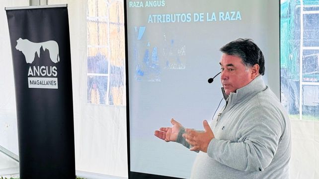 La raza Angus se expande en Chile