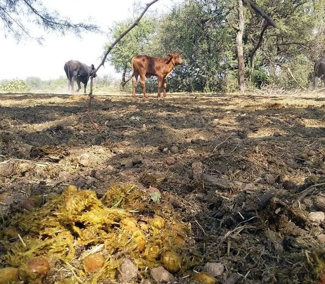 La Herminia. El campo de Francisco Buyatti