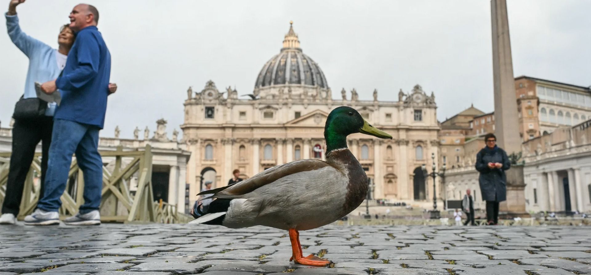 Un pato real se ve cerca de los turistas tomándose selfies en los adoquines de la Plaza de San Pedro, con la Basílica de San Pedro al fondo, Ciudad del Vaticano. Fotografía: Alberto Pizzoli/AFP/Getty Images Un pato real se ve cerca de los turistas tomándose selfies en los adoquines de la Plaza de San Pedro, con la Basílica de San Pedro al fondo, Ciudad del Vaticano. Fotografía: Alberto Pizzoli/AFP/Getty Images