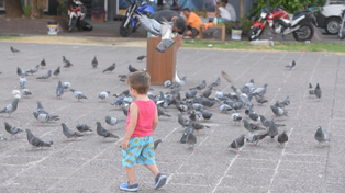 La plaza Montenegro, uno de los espacios públicos donde se alimenta a las palomas con granos impregnados con anticonceptivos.