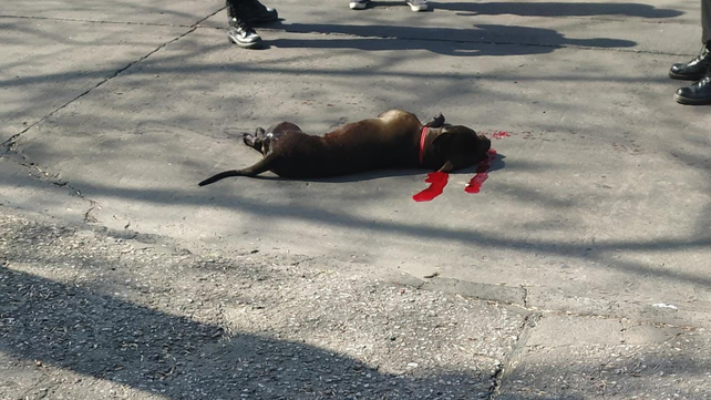 El animal herido