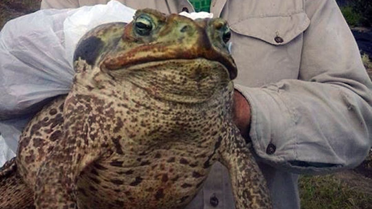 Un sapo fuera de lo com n fue hallado entre pastizales