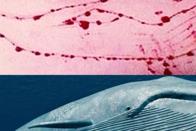 Investigan y alertan en Bolivia y Uruguay por práctica de juego suicida Ballena Azul