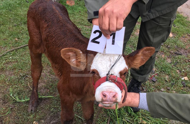 Cayeron tres cuatreros en un allanamiento en Vera