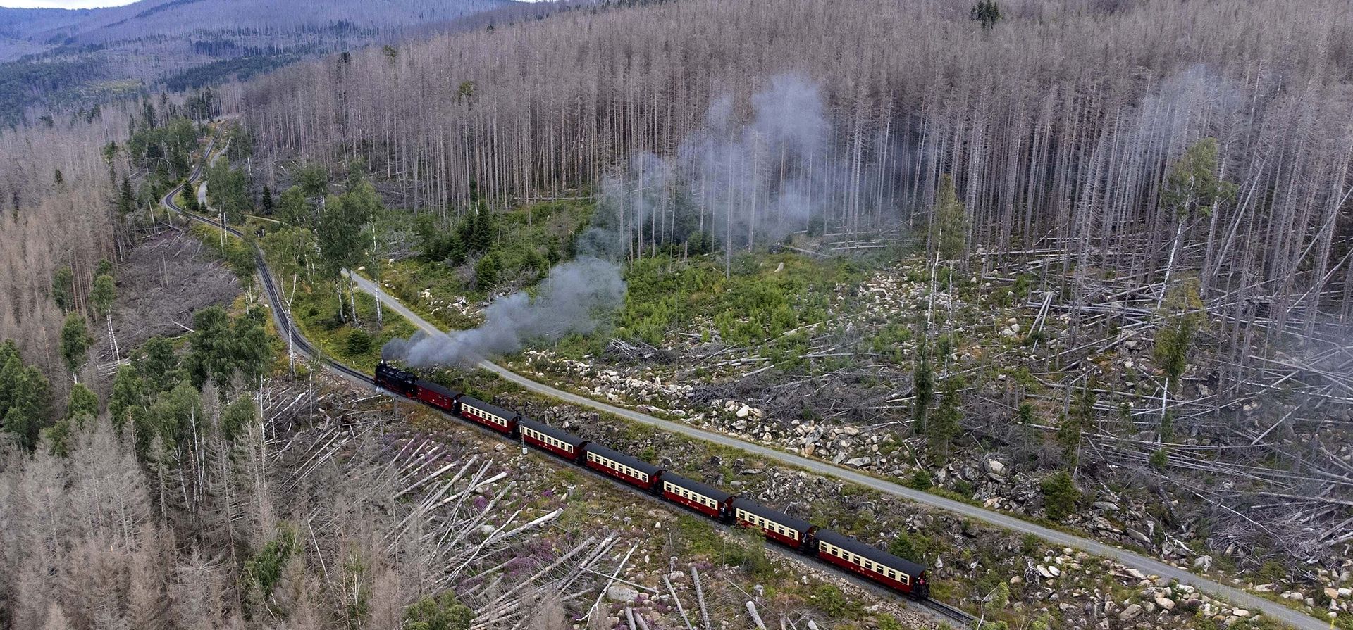 Un tren de vapor viaja a través de las montañas de Harz, donde los árboles son destruidos por el escarabajo descortezador y la sequía, cerca de Schierke, Alemania, el miércoles 26 de julio de 2023. (Foto AP/Matthias Schrader) Un tren de vapor viaja a través de las montañas de Harz, donde los árboles son destruidos por el escarabajo descortezador y la sequía, cerca de Schierke, Alemania, el miércoles 26 de julio de 2023. (Foto AP/Matthias Schrader)