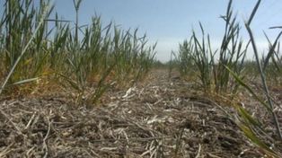 Hay más de 7 millones de hectáreas en sequía severa