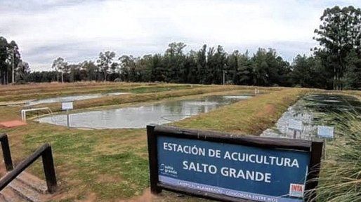 Concordia busca desarrollar la cría de peces en estanques