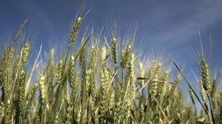 Números finos: la siembra de trigo va paso a paso