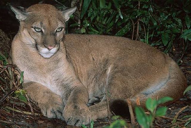 Una familia neuquina comió a un puma y se contagió triquinosis