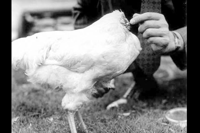 El pollo que vivió sin cabeza por 18 meses