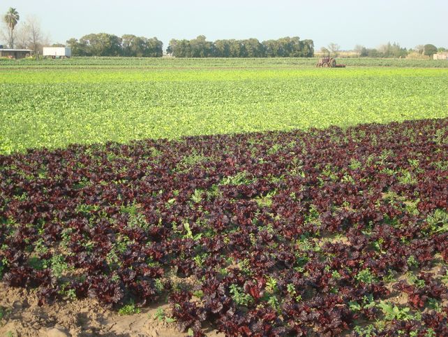 Fomento de la alimentación saludable. Cinturones verdes periurbanos