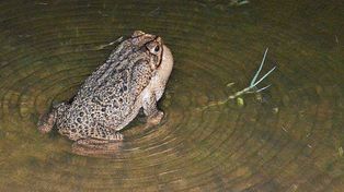 El animal canta y genera ondas en la laguna. La naturaleza asombra, el sistema la pone en jaque.