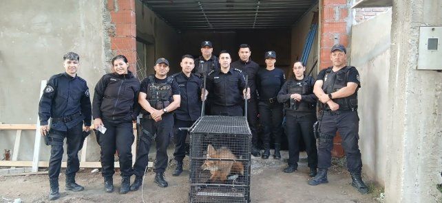 El aguará guazú quedó bajo resguardo en Fournier y Viamonte.