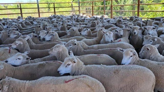 Alerta sanitaria: Entre Ríos en el foco por la detección de Scrapie que paraliza las exportaciones de ovinos