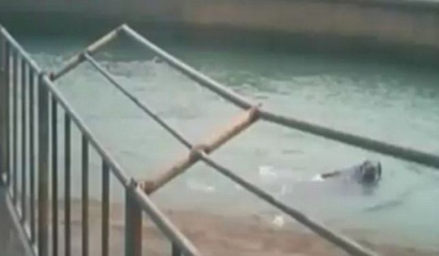 Una morsa asesina se cansó de las selfies y ahogó al empresario que no paraba de sacarle fotos