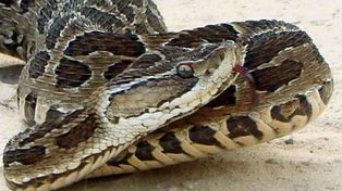 La yarará se caracteriza por ser una serpiente ponzoniosa.