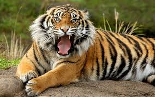 Alerta, Tierra: unas 5,200 especies están en peligro de extinción