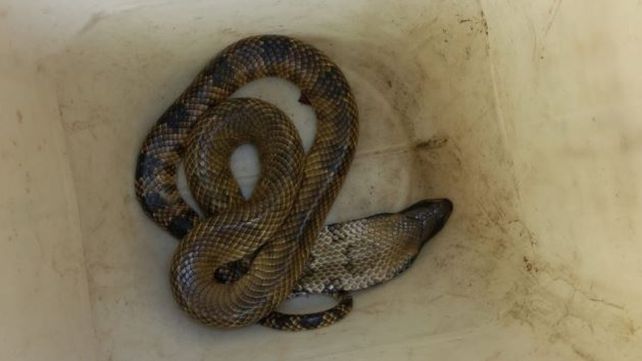 La Reina del agua que estaba en la encomienda habita en los humedales de la capital santafesina y todo el litoral provincial.
