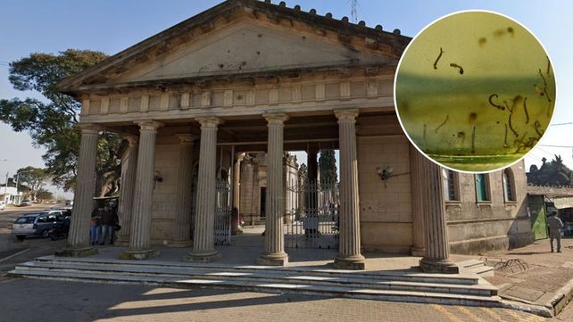 En el Cementerio Nuevo de Concordia encontraron larvas de aedes aegypti mosquito transmisor del dengue. Inician prevención por el inicio del calor