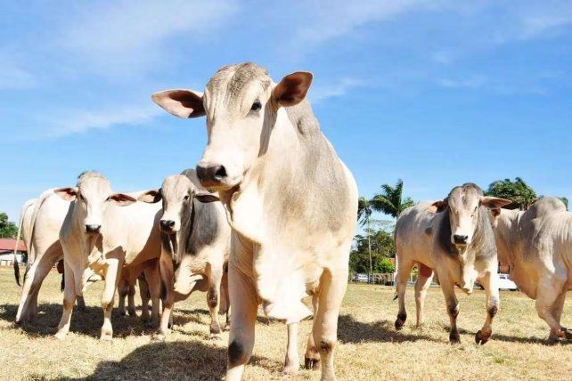 Los últimos casos de vaca loca registrados en Brasil habían sido confirmados en 2021
