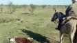 Productores de Chajarí denunciaron el faltante de 140 vacas y 78 aparecieron muertas