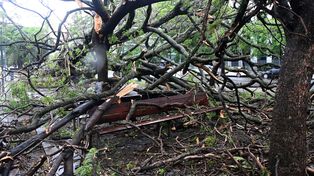 El temporal golpeó fuerte en Caba: 350 árboles caídos y cien vuelos cancelados