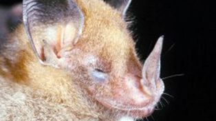 Descubren 365 especies animales en un parque de la selva peruana