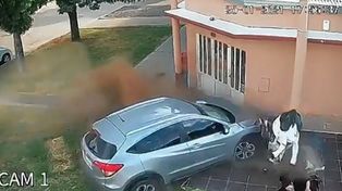Un verdadero milagro en la puerta de una carnicería en el sur provincial