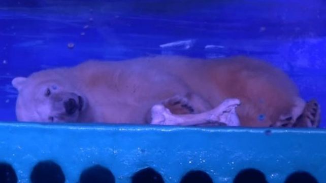 El oso polar más triste del mundo vive en un centro comercial